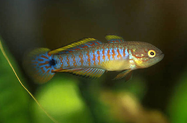 Peacock Gudgeon - Tateurndina ocellicauda | Live Freshwater Fish