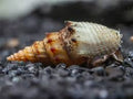 Pagoda / Prambanan Snail - Thiara winteri