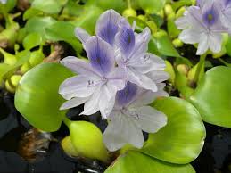 Water Hyacinth (Eichhornia crassipes)