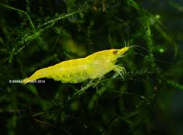 Neocaridina Shrimp Variety – <i>Neocaridina davidi</i> | Live Freshwater Fish