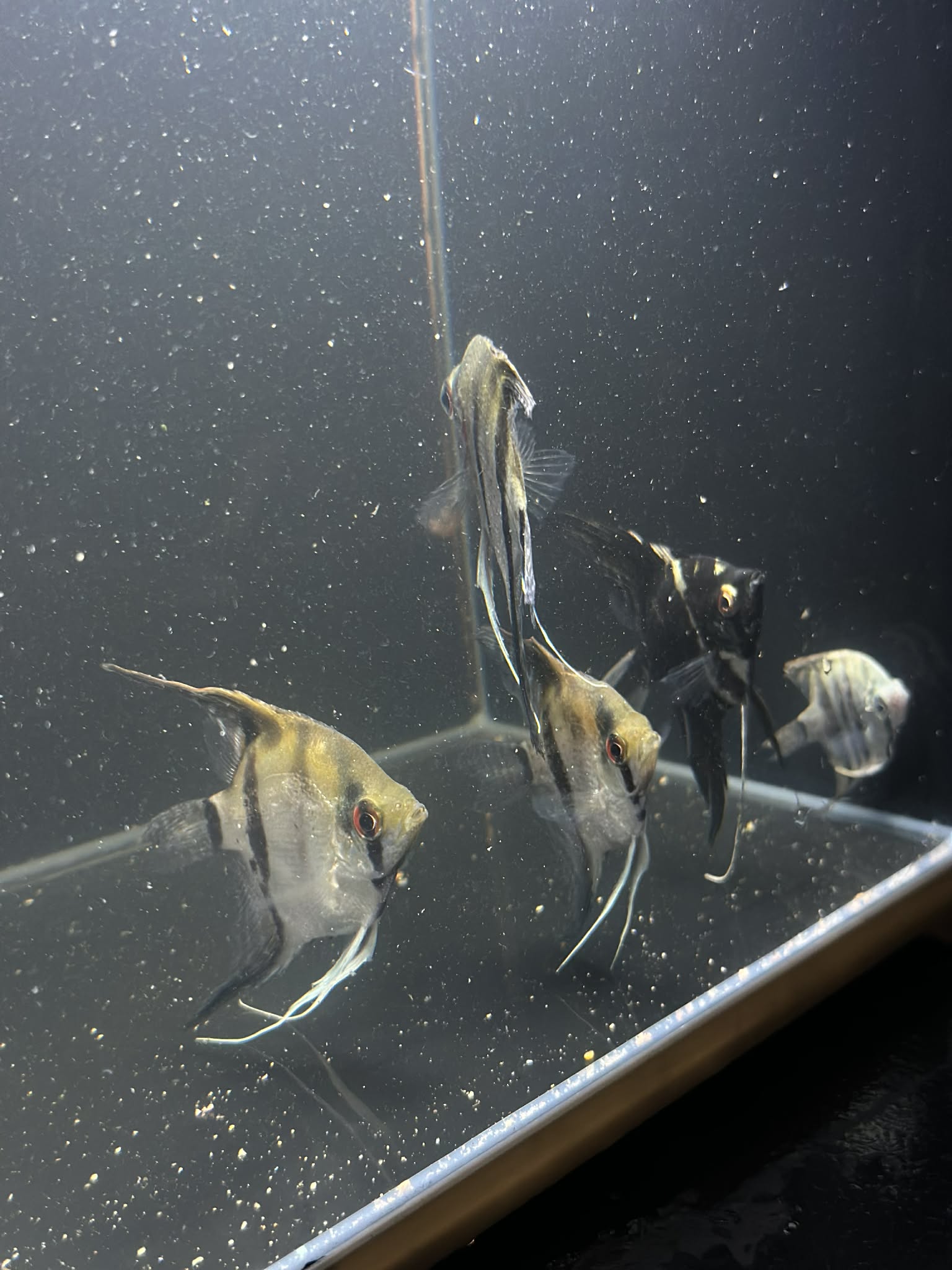 Assorted Angels (Pterophyllum Scalare)
