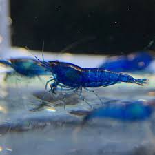 Neocaridina Shrimp Variety – <i>Neocaridina davidi</i> | Live Freshwater Fish