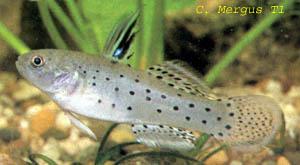 Knight Goby - Stigmatogobius Sadanundio | Live Freshwater Fish