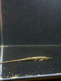 Twig Catfish (Farlowella Acus)