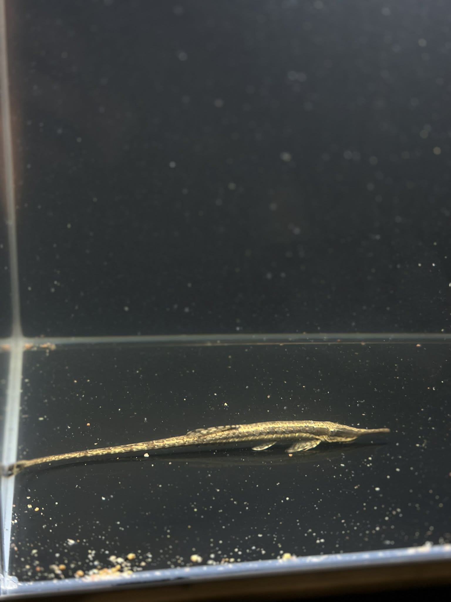 Twig Catfish (Farlowella Acus)