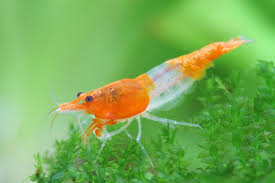 Neocaridina Shrimp Variety – <i>Neocaridina davidi</i> | Live Freshwater Fish
