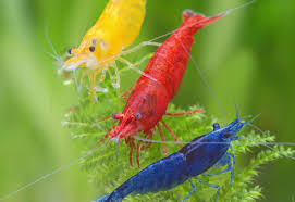 Neocaridina Shrimp Variety – <i>Neocaridina davidi</i> | Live Freshwater Fish