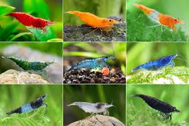 Neocaridina Shrimp Variety – <i>Neocaridina davidi</i> | Live Freshwater Fish