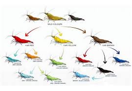 Neocaridina Shrimp Variety – <i>Neocaridina davidi</i> | Live Freshwater Fish