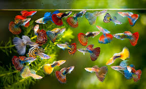 Guppy – Poecilia reticulata | Live Freshwater Fish