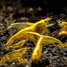 Neocaridina Shrimp Variety – <i>Neocaridina davidi</i> | Live Freshwater Fish