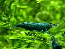 Neocaridina Shrimp Variety – <i>Neocaridina davidi</i> | Live Freshwater Fish