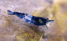 Neocaridina Shrimp Variety – <i>Neocaridina davidi</i> | Live Freshwater Fish