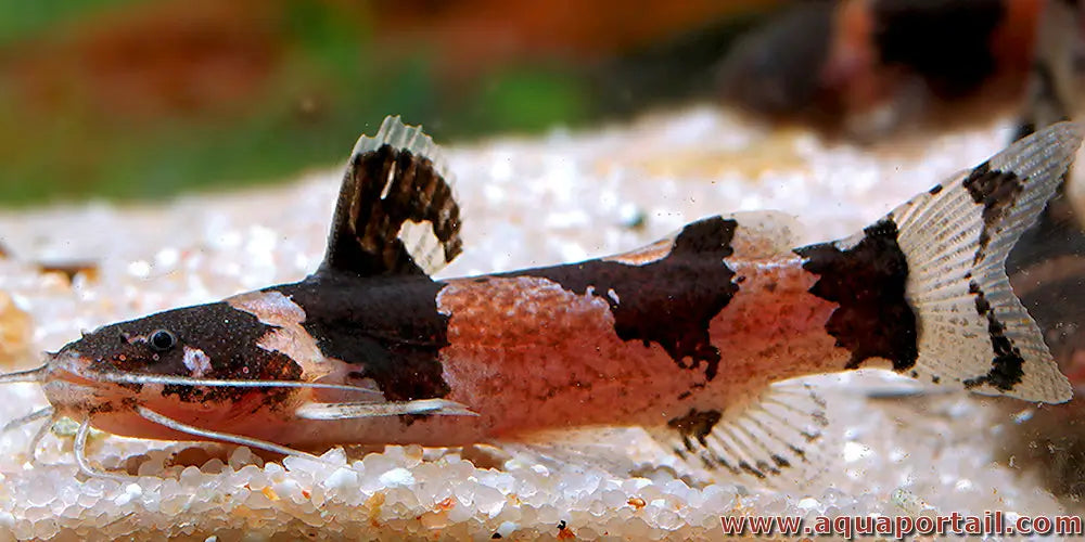 Yellow Bumble Bee Cats - Microglanis Poecilus | Live Freshwater Fish