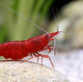 Neocaridina Shrimp Variety – <i>Neocaridina davidi</i> | Live Freshwater Fish