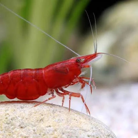 Neocaridina Shrimp Variety – <i>Neocaridina davidi</i> | Live Freshwater Fish
