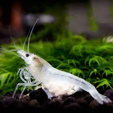 Neocaridina Shrimp Variety – <i>Neocaridina davidi</i> | Live Freshwater Fish