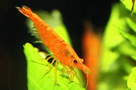 Neocaridina Shrimp Variety – <i>Neocaridina davidi</i> | Live Freshwater Fish